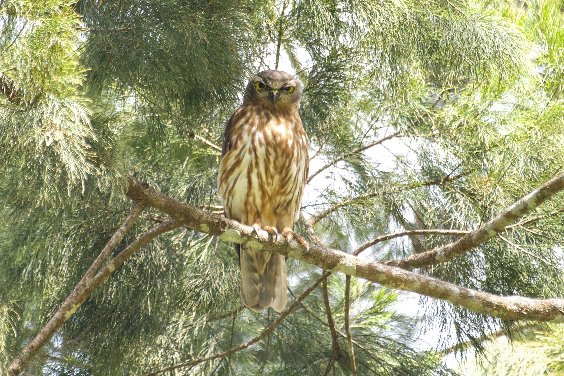 Barking Owl (image by Phil Hansbro)