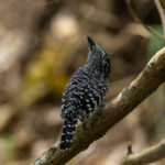 Barred Antshrike (image by Eustace Barnes)