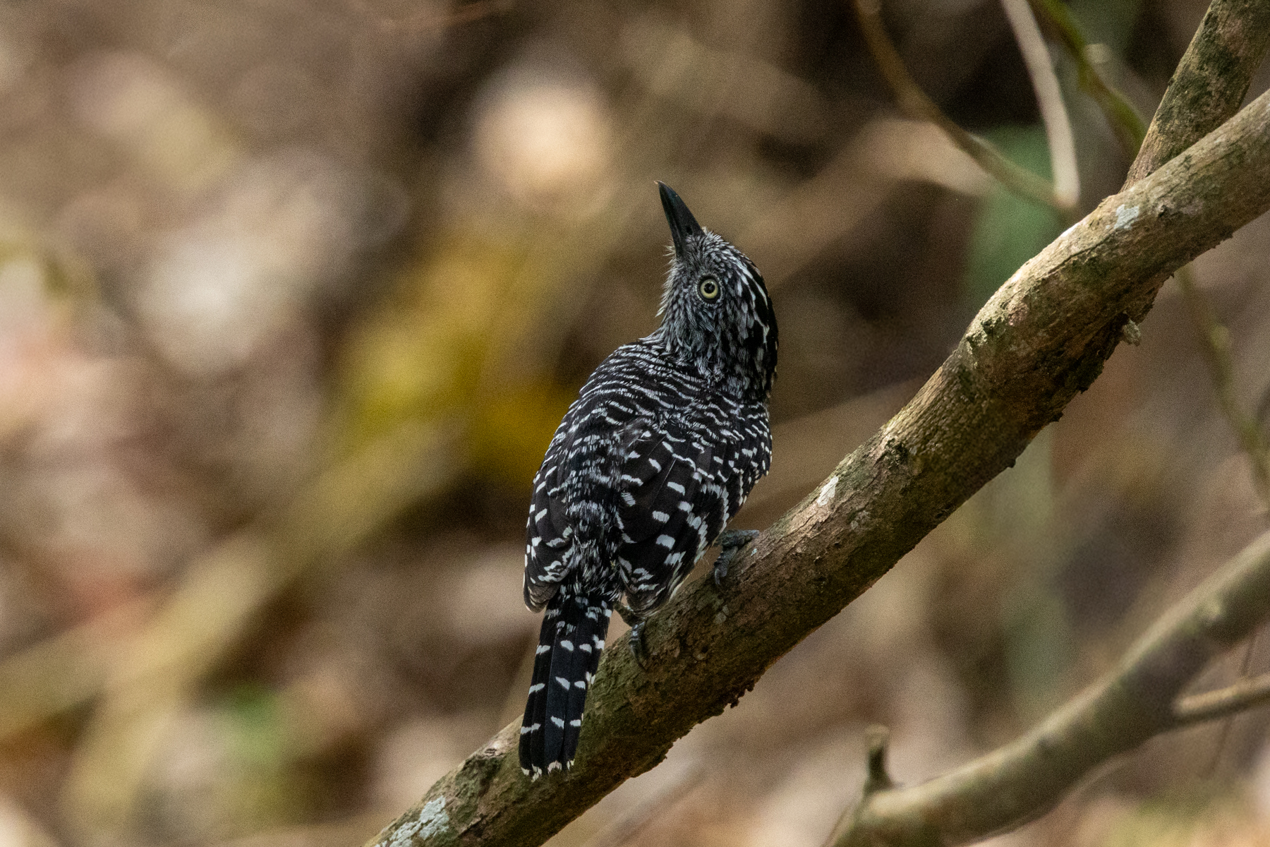 Barred Antshrike (image by Eustace Barnes)