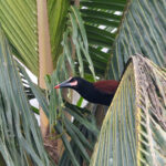 Baudo Oropendola (image by Trevor Ellery)