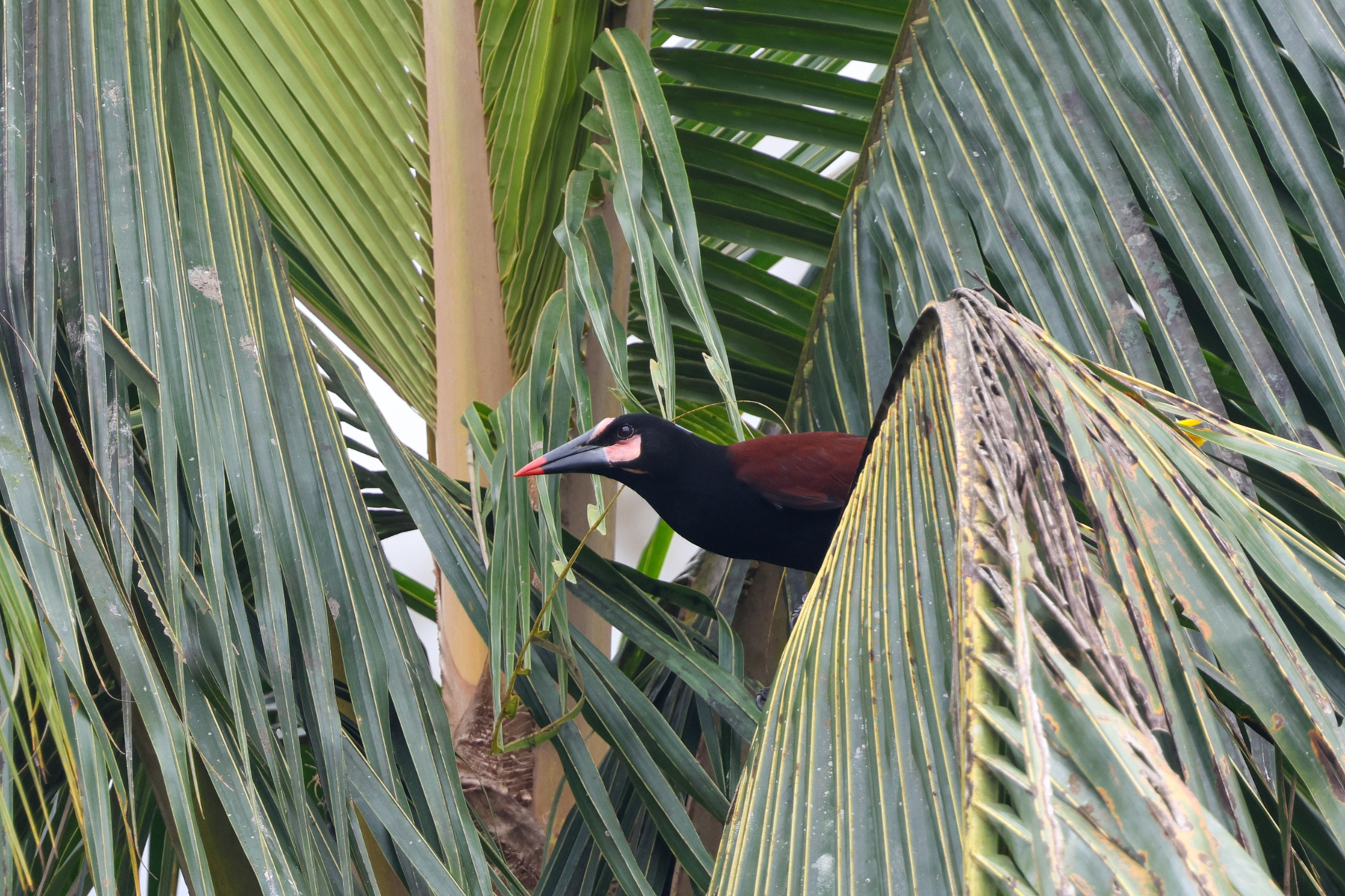 Baudo Oropendola (image by Trevor Ellery)