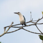 Beach Kingfisher (image by Phil Hansbro)