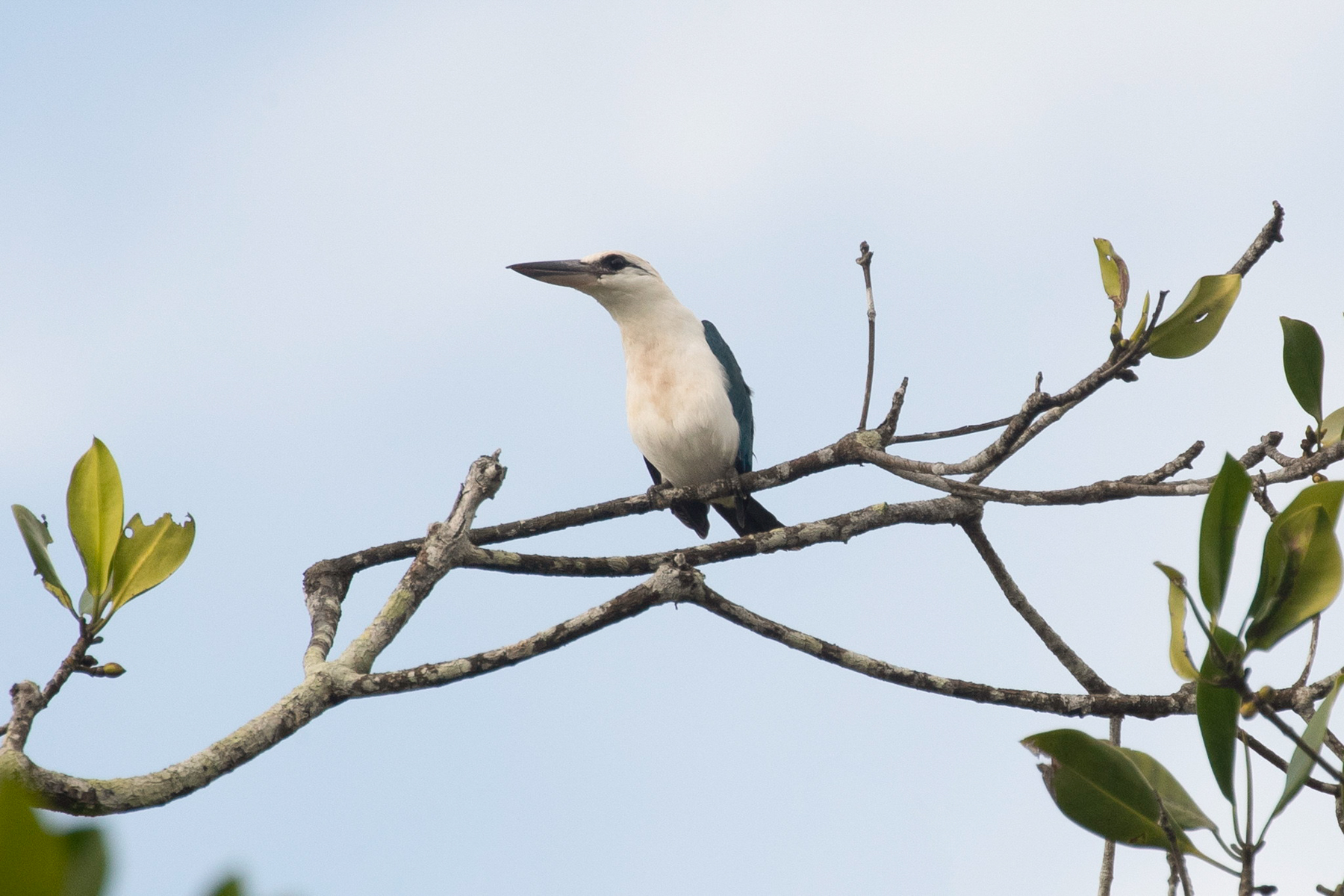 Beach Kingfisher (image by Phil Hansbro)