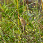 Bearded Tachuri (image by Eustace Barnes)