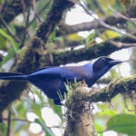 Beautiful Jay (image by Trevor Ellery)