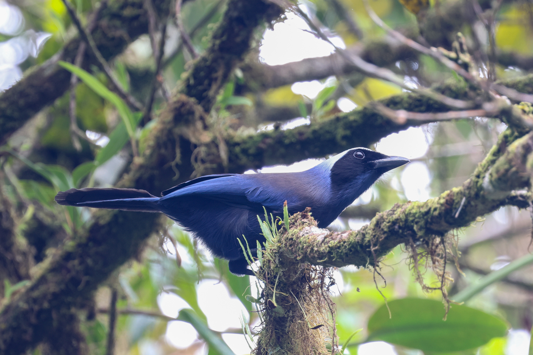 Beautiful Jay (image by Trevor Ellery)