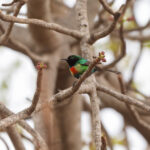 Beautiful Sunbird (image by Diedert Koppenol)