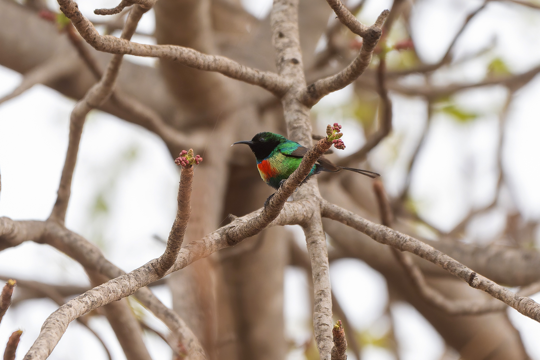 Beautiful Sunbird (image by Diedert Koppenol)