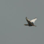Bengal Florican (image by Vincent van der Spek)