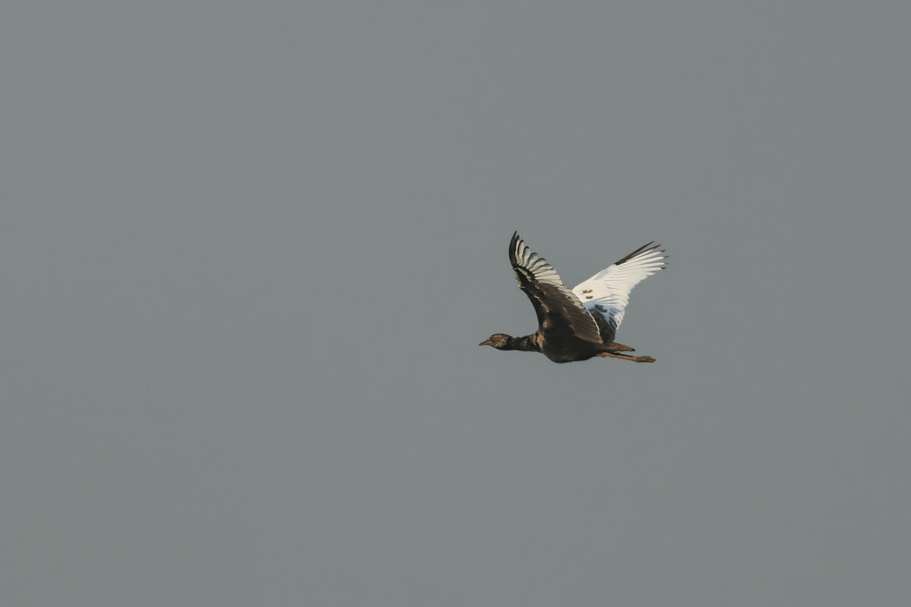Bengal Florican (image by Vincent van der Spek)