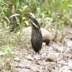Black Bittern (image by Phil Hansbro)