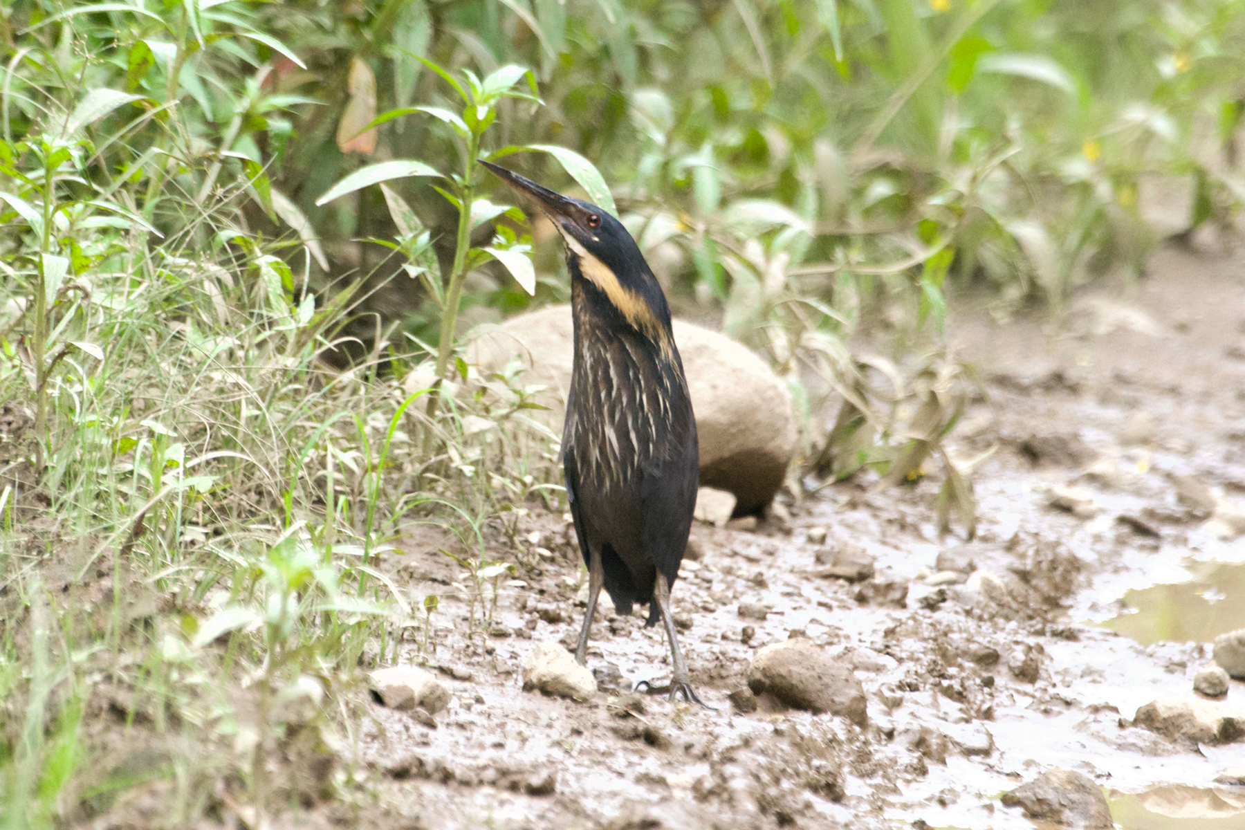Black Bittern (image by Phil Hansbro)