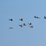 Black Crowned Cranes (image by Diedert Koppenol)