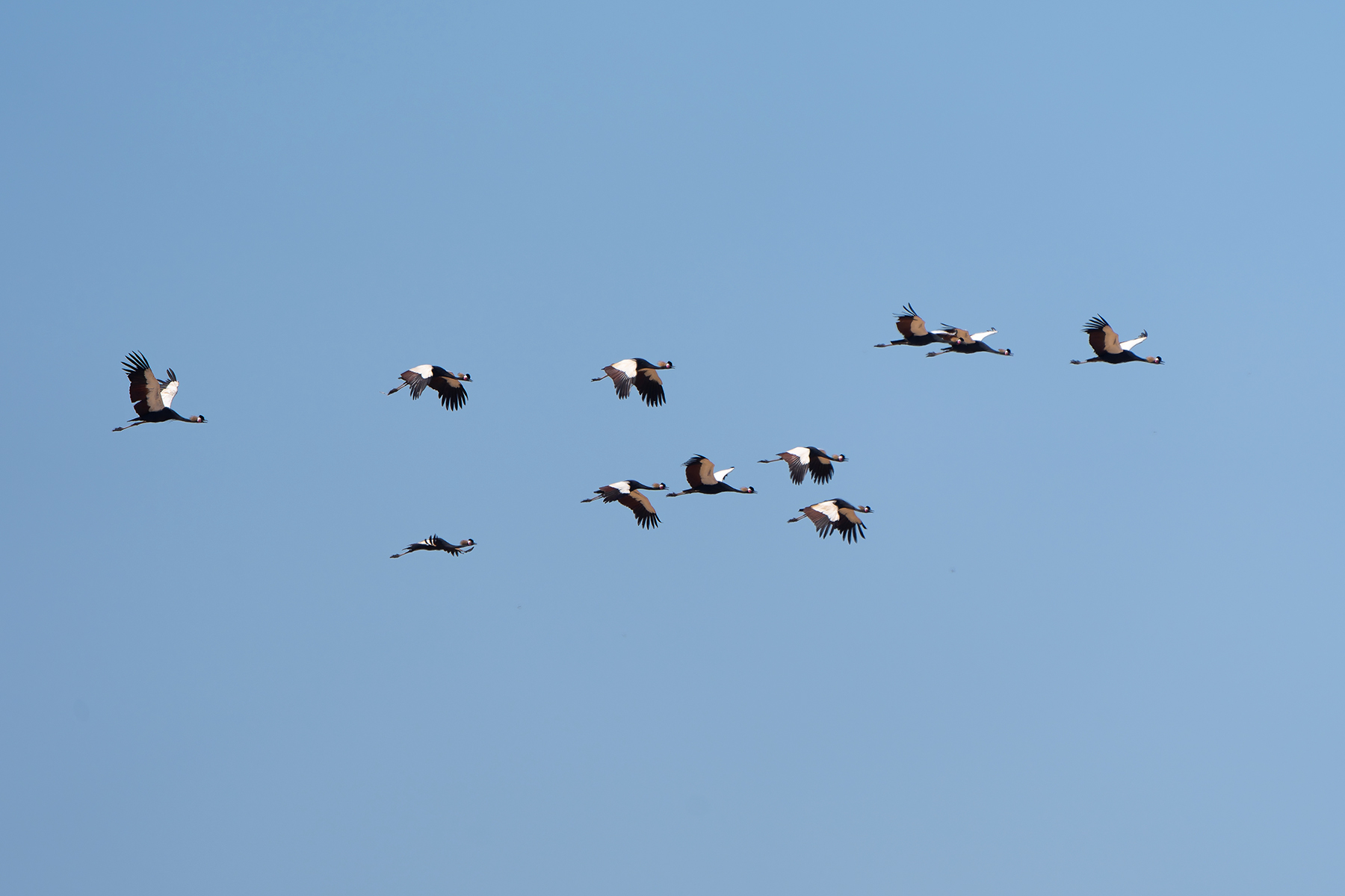 Black Crowned Cranes (image by Diedert Koppenol)