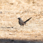 Black Scrub Robin (image by Diedert Koppenol)