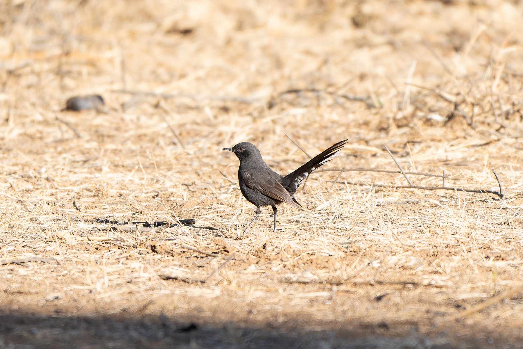 Black Scrub Robin (image by Diedert Koppenol)