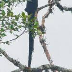 Black Sicklebill (image by Phil Hansbro)