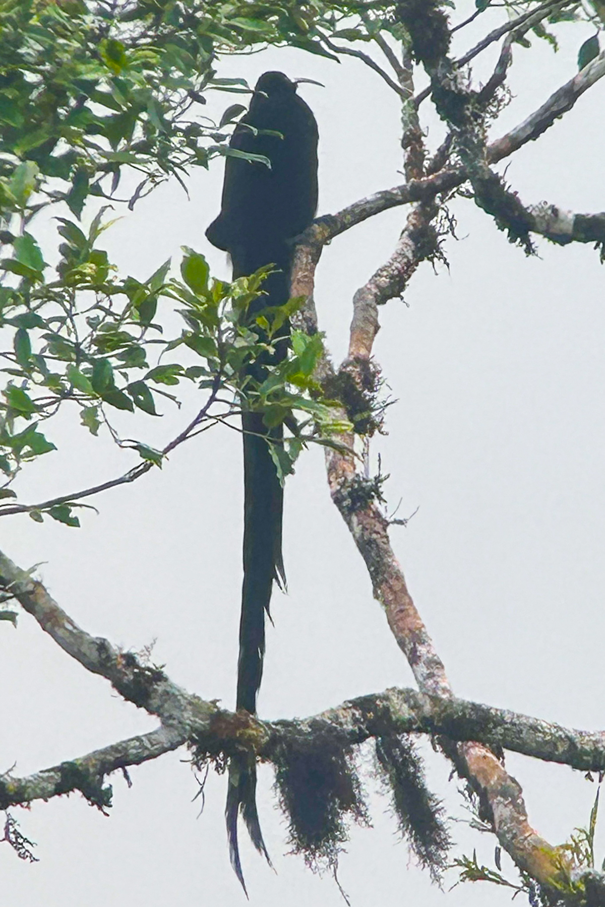 Black Sicklebill (image by Phil Hansbro)
