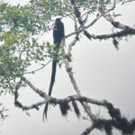 Black Sicklebill (image by Phil Hansbro)