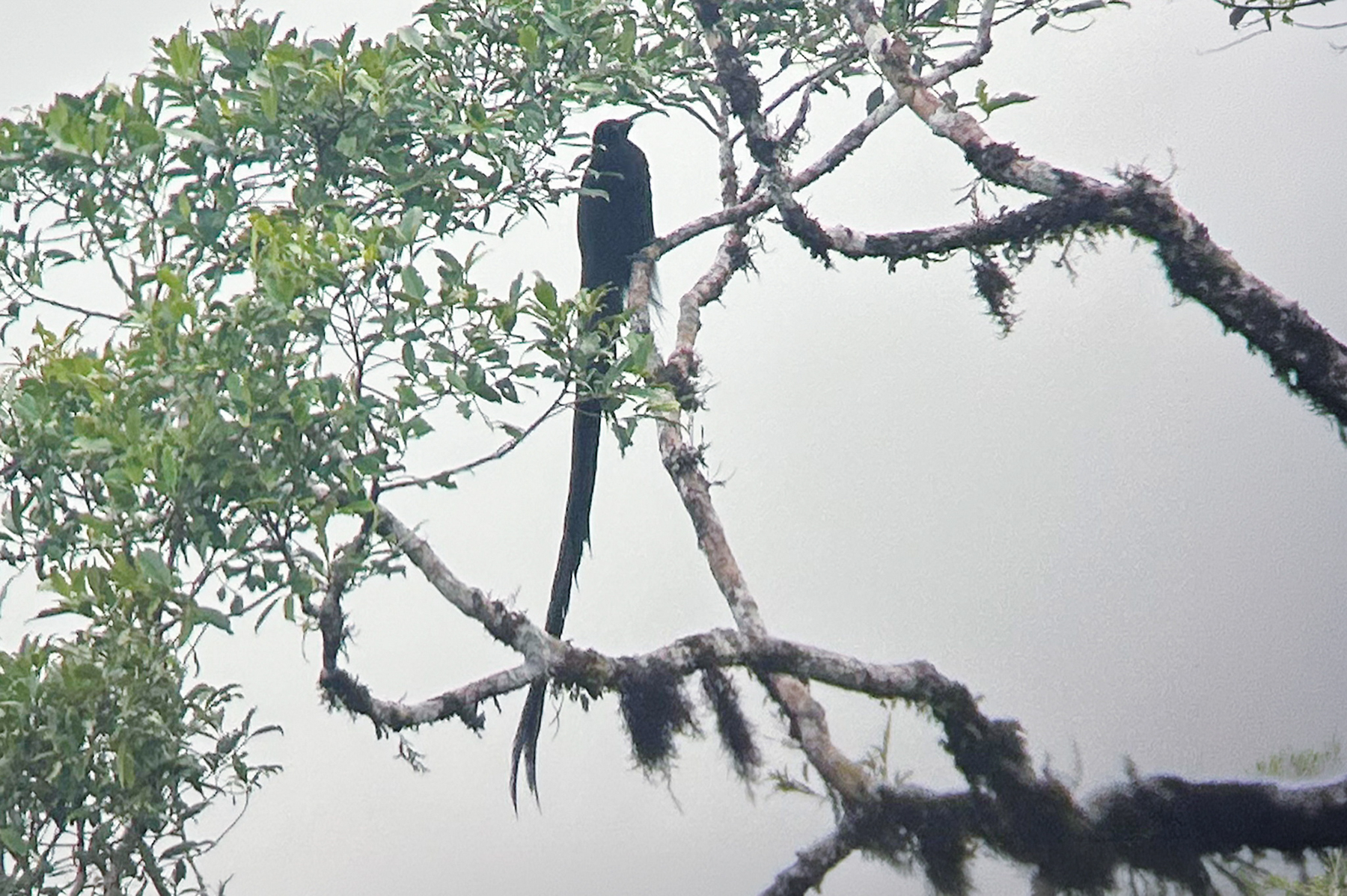 Black Sicklebill (image by Phil Hansbro)