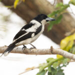 Black-backed Butcherbird (image by Phil Hansbro)