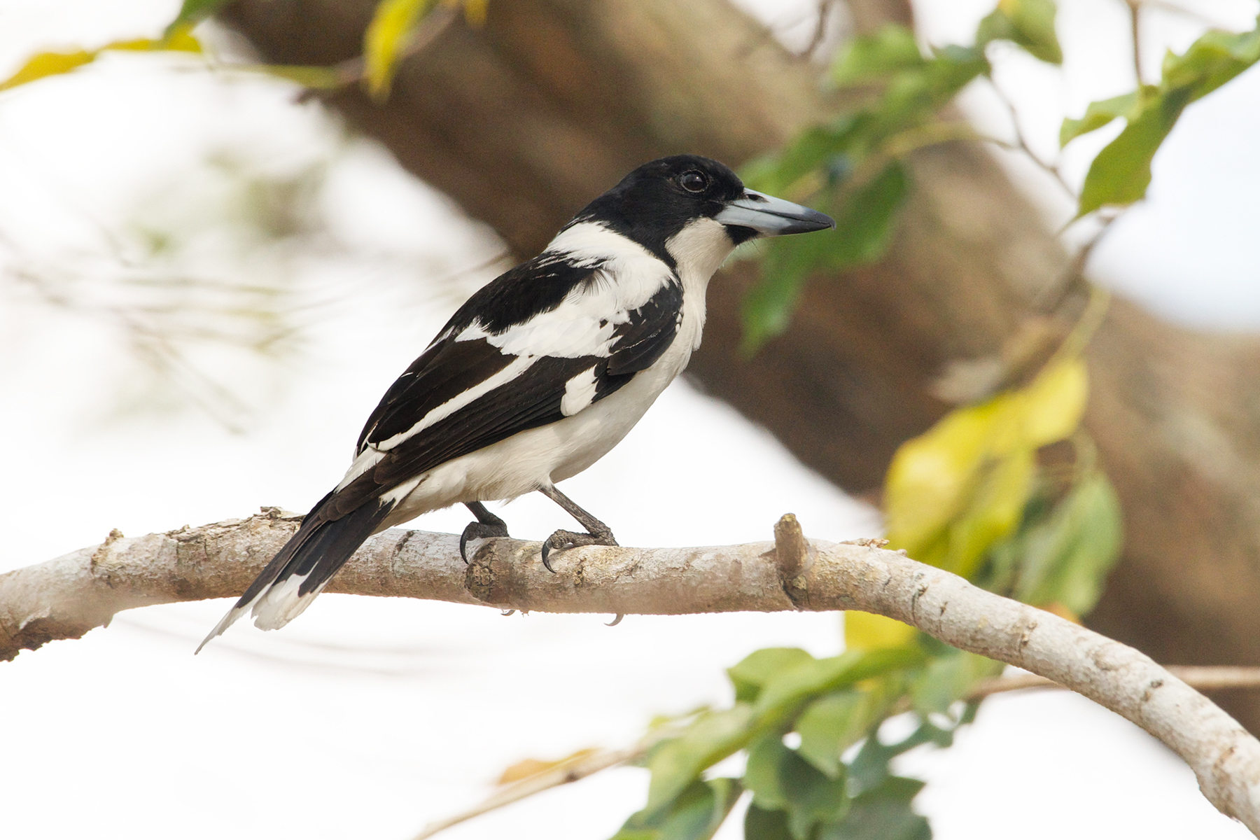 Black-backed Butcherbird (image by Phil Hansbro)
