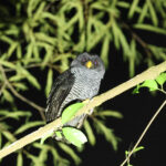 Black-banded Owl (image by Eustace Barnes)