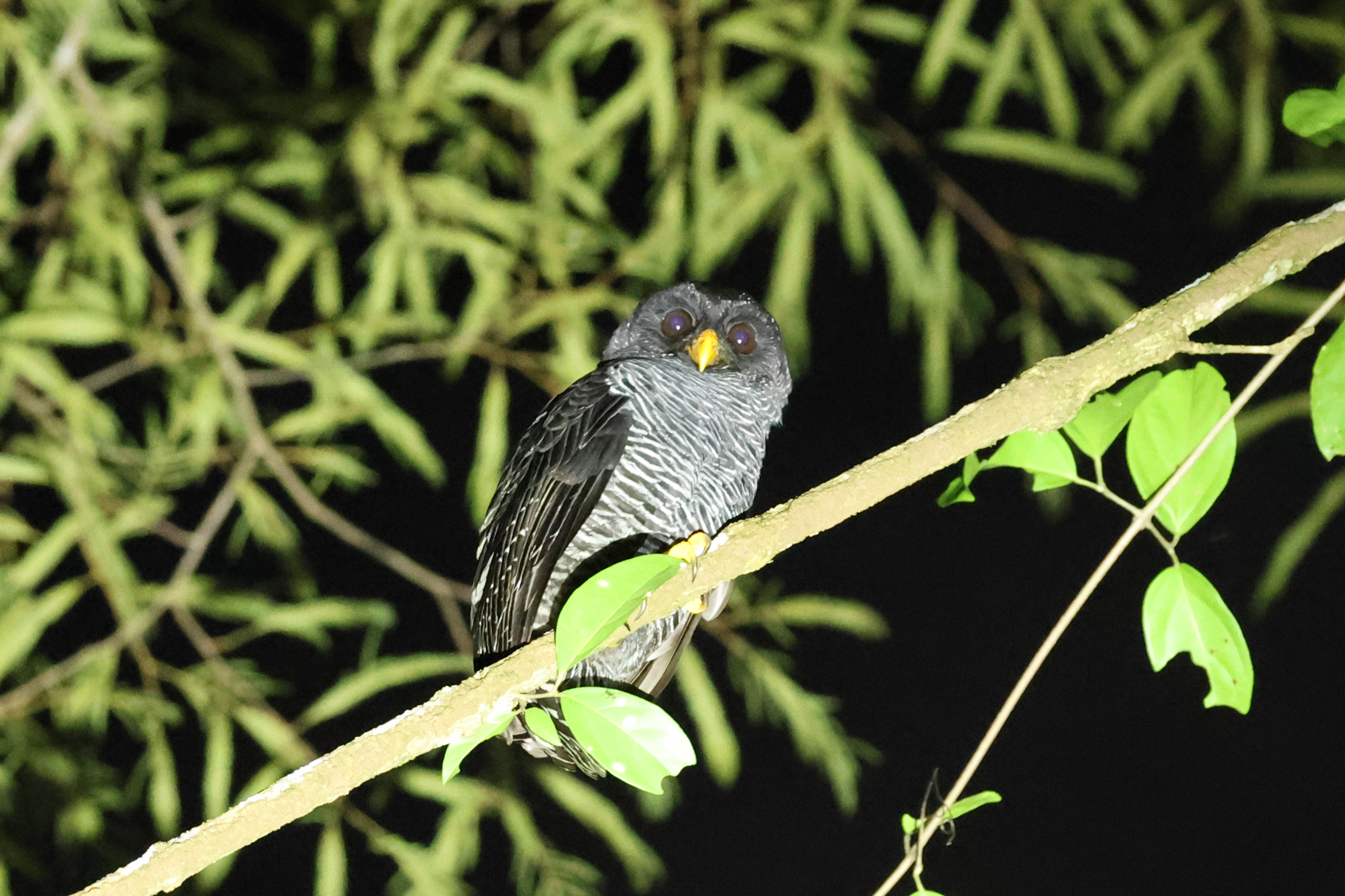 Black-banded Owl (image by Eustace Barnes)