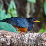 Black-breasted Thrush (image by Craig Robson)