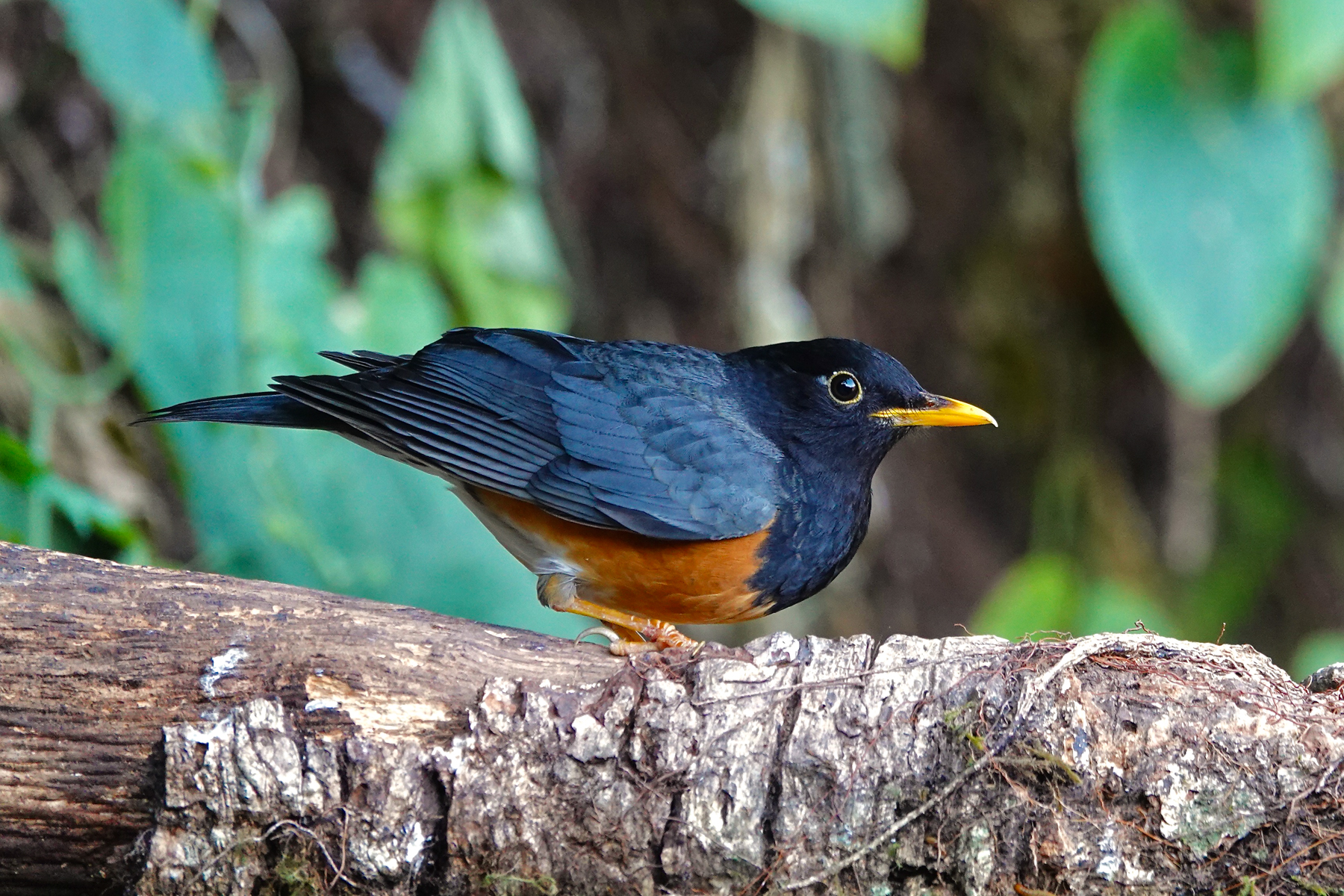Black-breasted Thrush (image by Craig Robson)