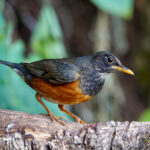 Black-breasted Thrush (image by Craig Robson)