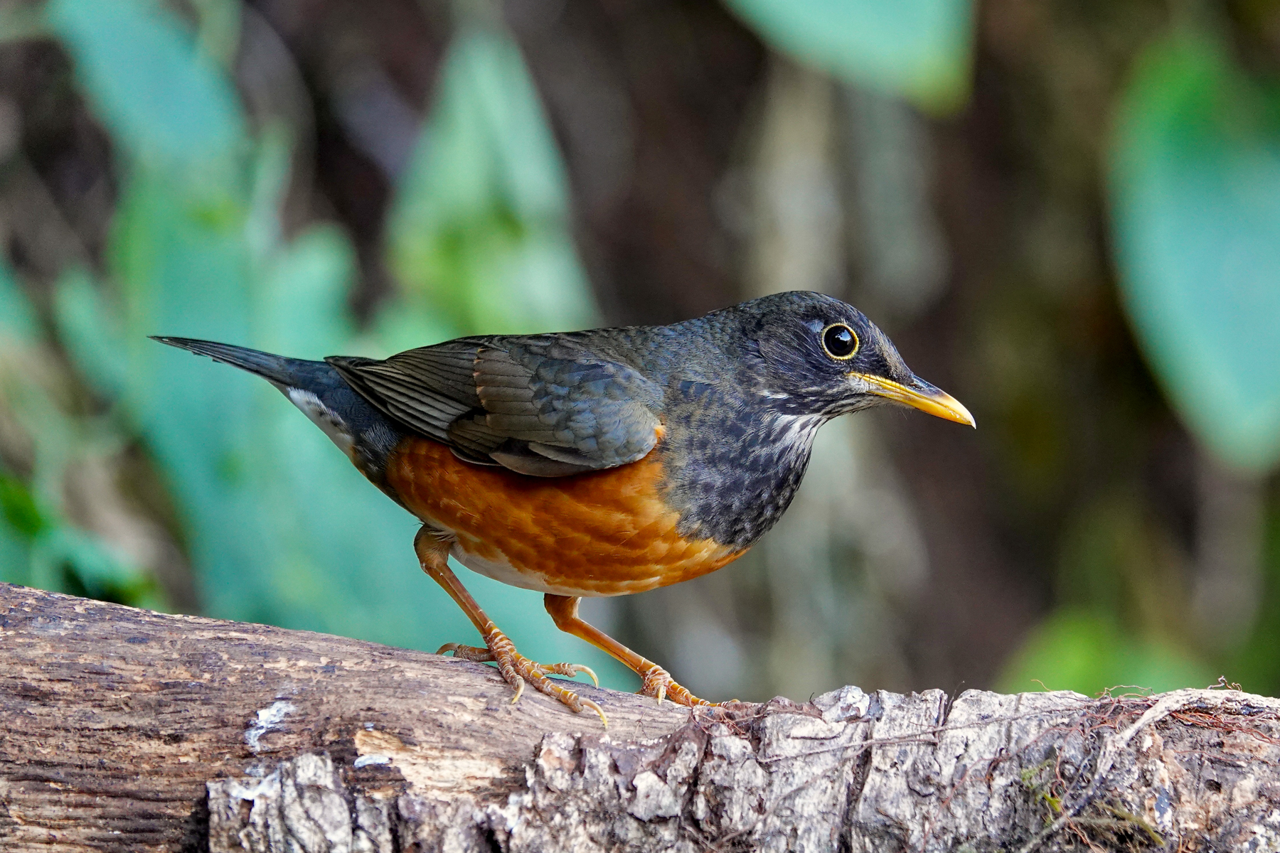 Black-breasted Thrush (image by Craig Robson)