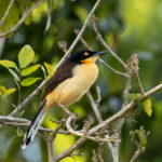 Black-capped Donacobius (image by Eustace Barnes)