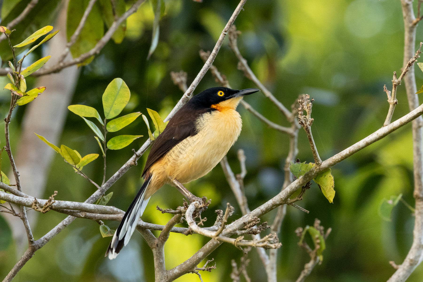 Black-capped Donacobius (image by Eustace Barnes)