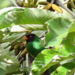 Black-chested Fruiteater (image by Janice Beck)