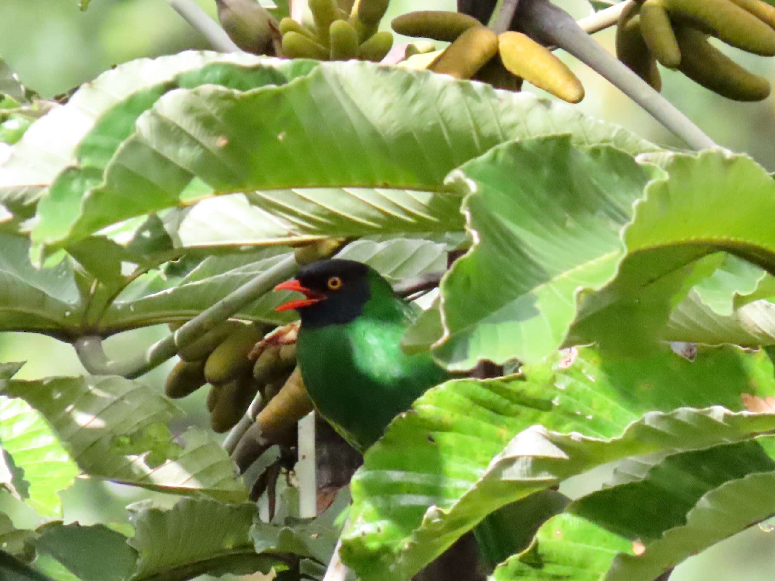 Black-chested Fruiteater (image by Janice Beck)