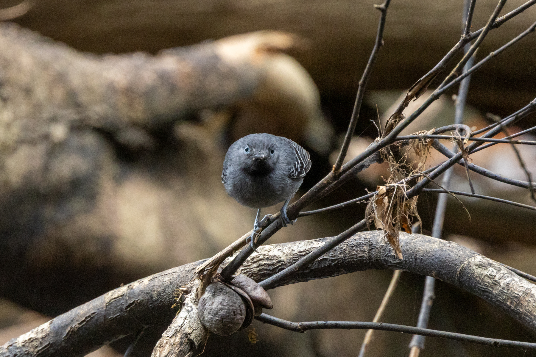 Black-chinned Antbird (image by Eustace Barnes)
