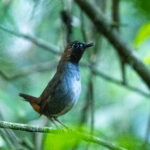Black-faced Antthrush (image by Eustace Barnes)
