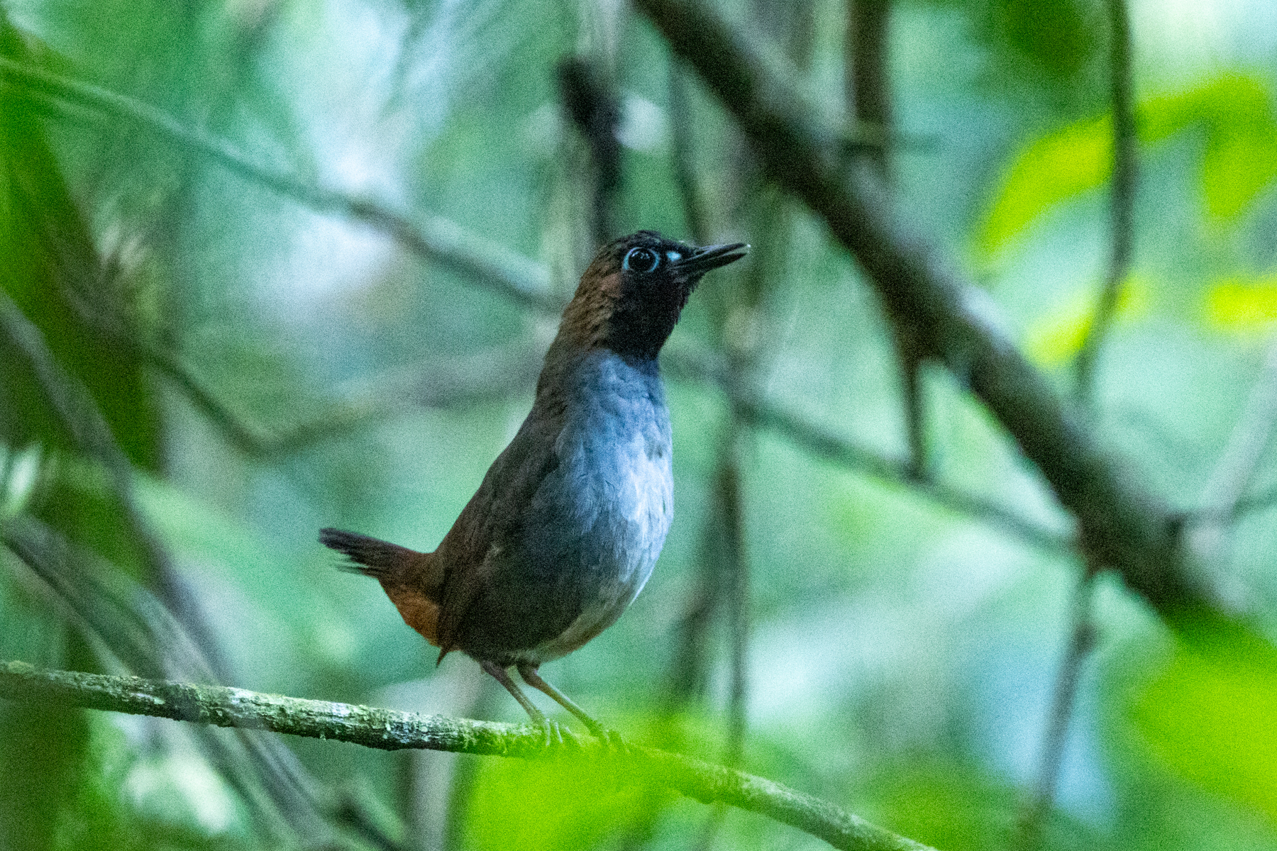 Black-faced Antthrush (image by Eustace Barnes)