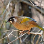 Black-faced Laughingthrush (image by Craig Robson)