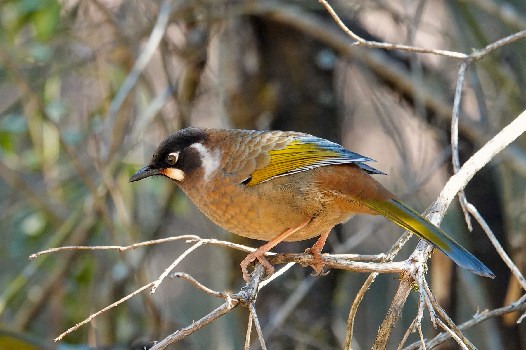 Black-faced Laughingthrush (image by Craig Robson)
