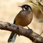 Black-faced Laughingthrush (image by Craig Robson)