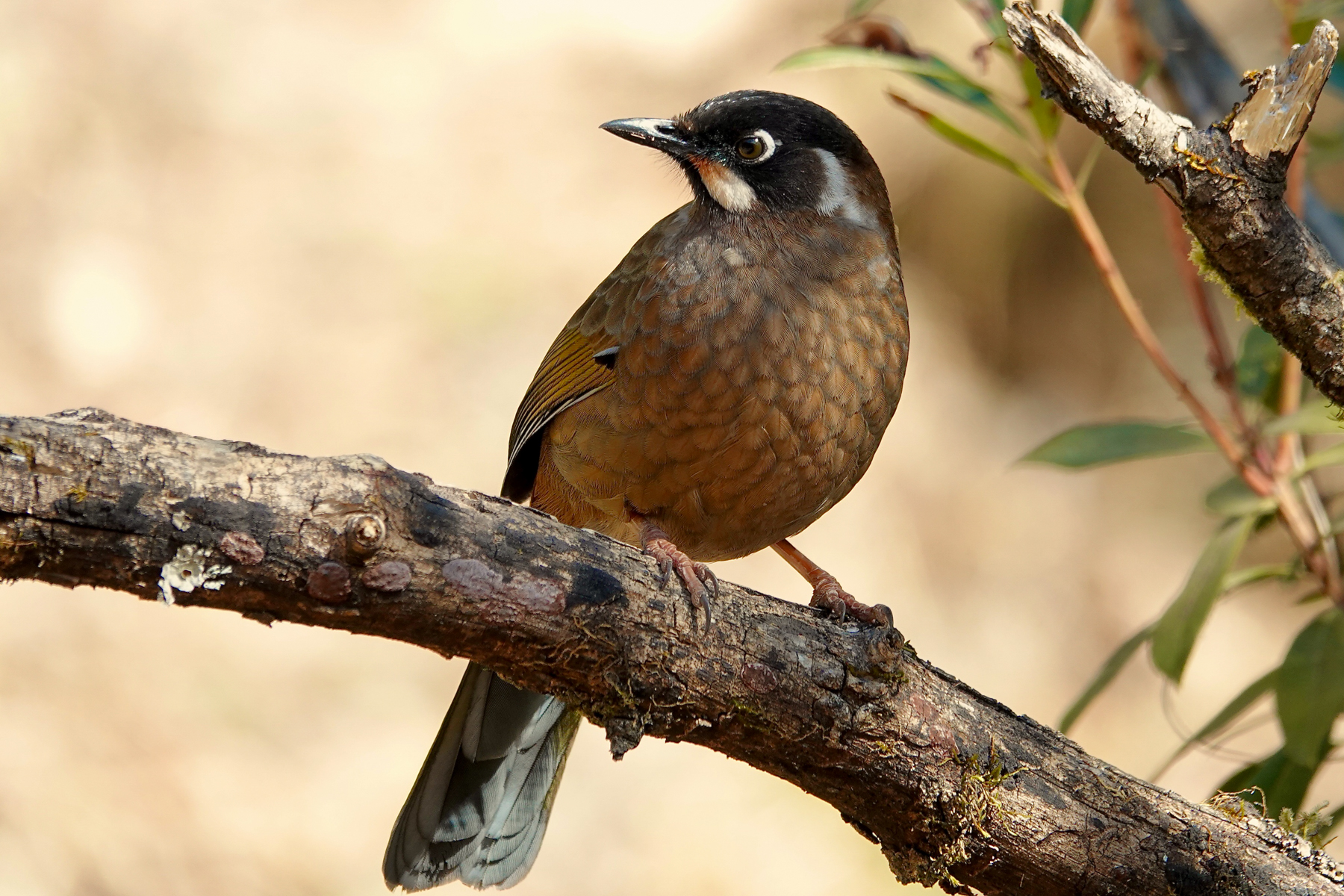 Black-faced Laughingthrush (image by Craig Robson)