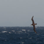 Black-footed Albatross (image by Dave Farrow)