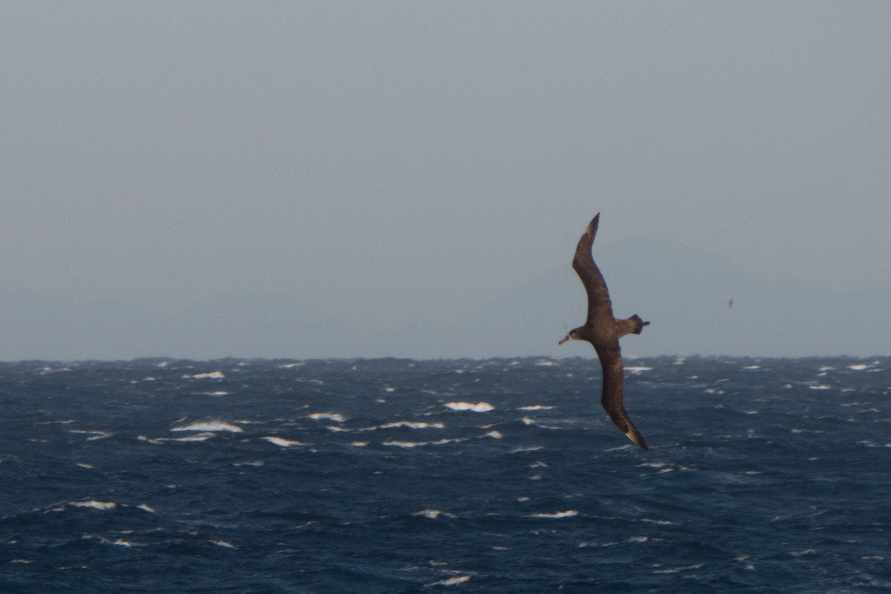 Black-footed Albatross (image by Dave Farrow)