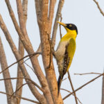 Black-headed Woodpecker (image by Vincent van der Spek)