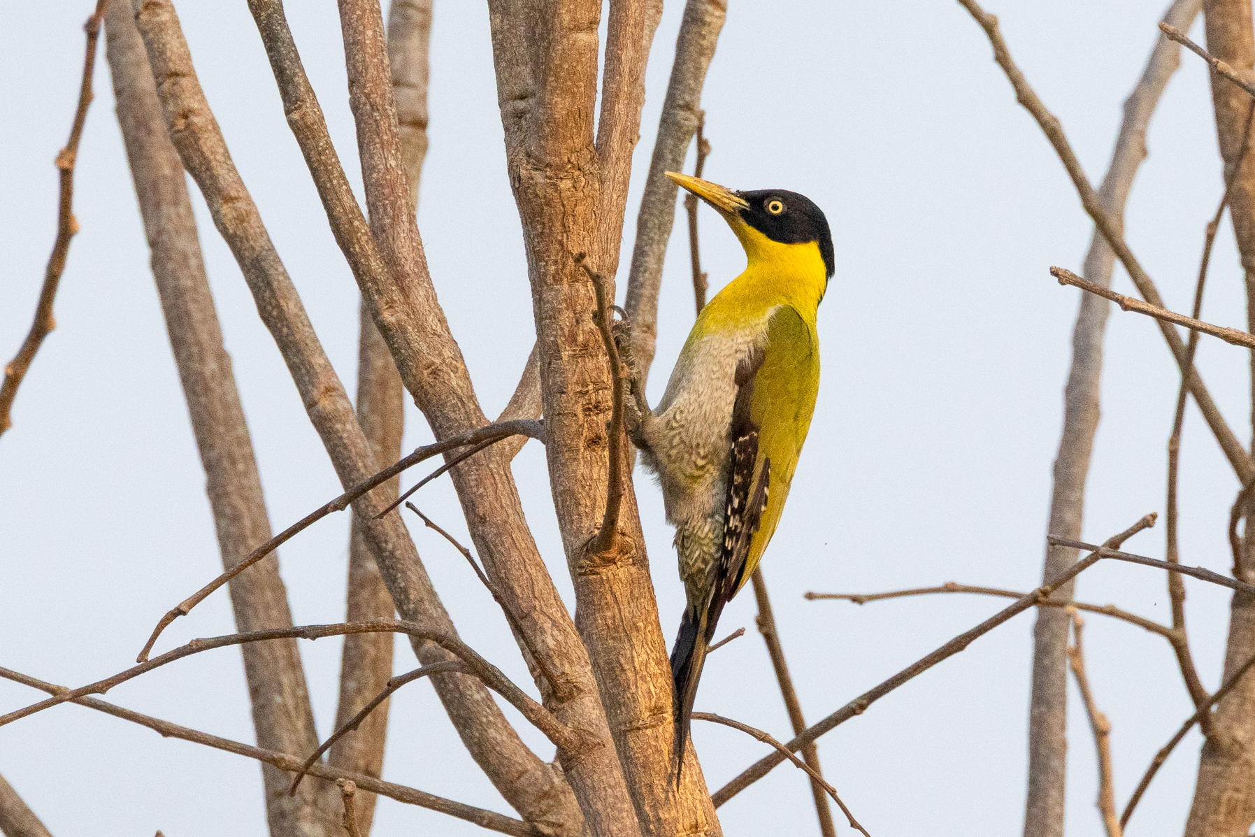 Black-headed Woodpecker (image by Vincent van der Spek)