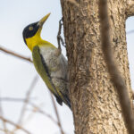 Black-headed Woodpecker (image by Vincent van der Spek)
