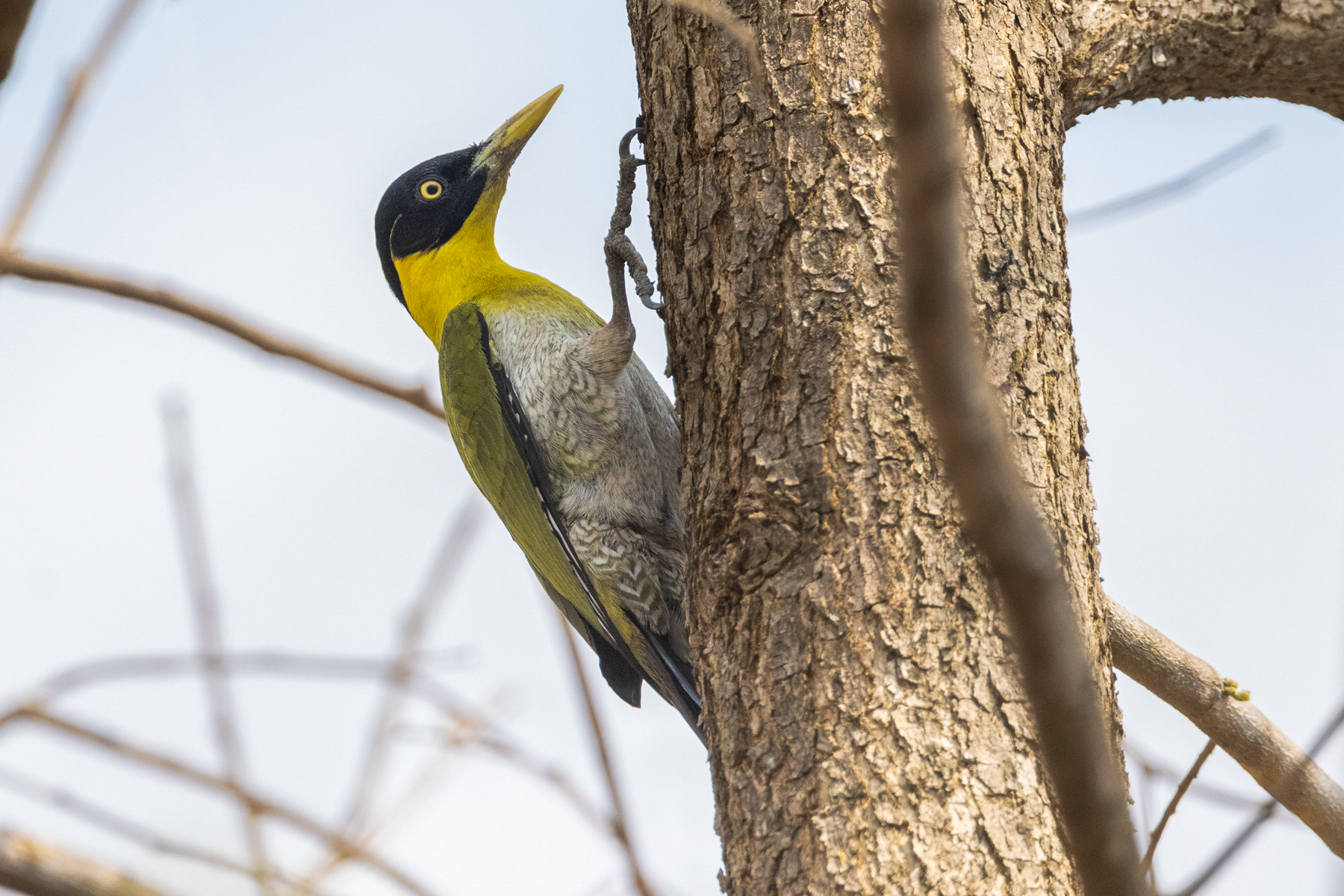 Black-headed Woodpecker (image by Vincent van der Spek)