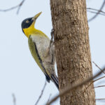 Black-headed Woodpecker (image by Vincent van der Spek)